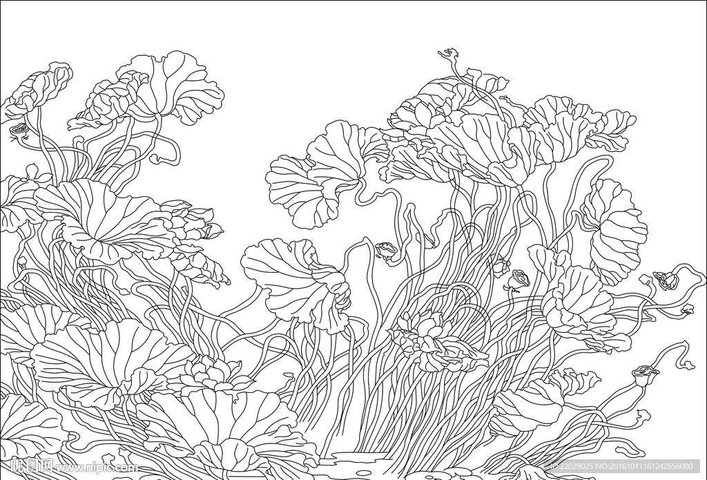 荷花