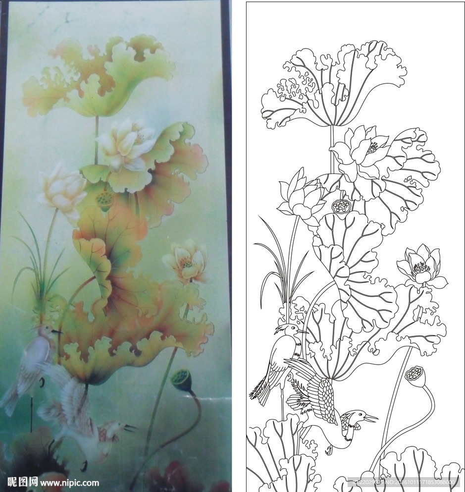 荷花白鹭