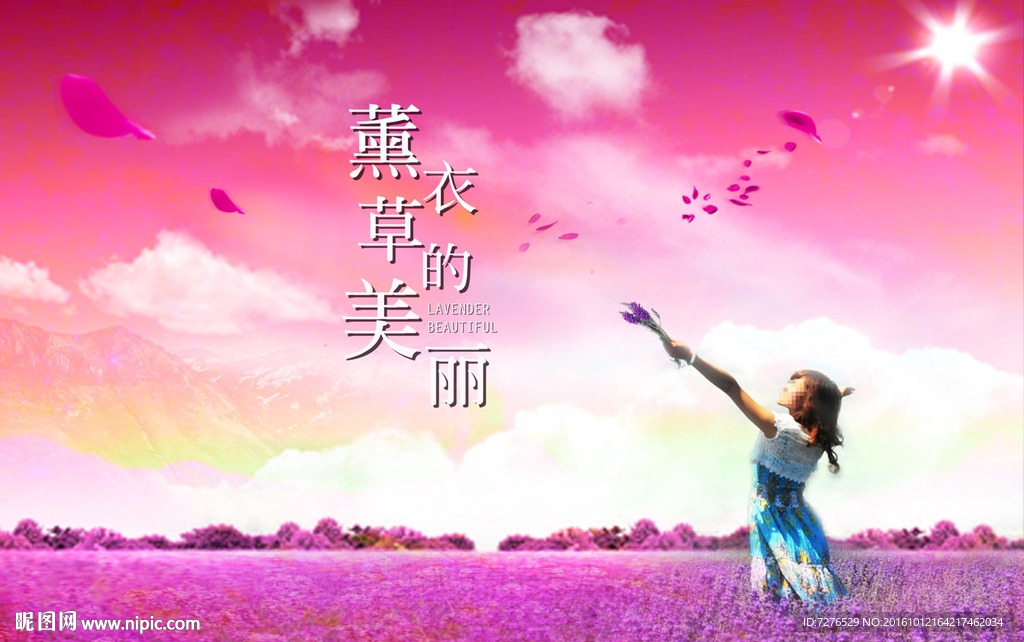 薰衣草的美丽