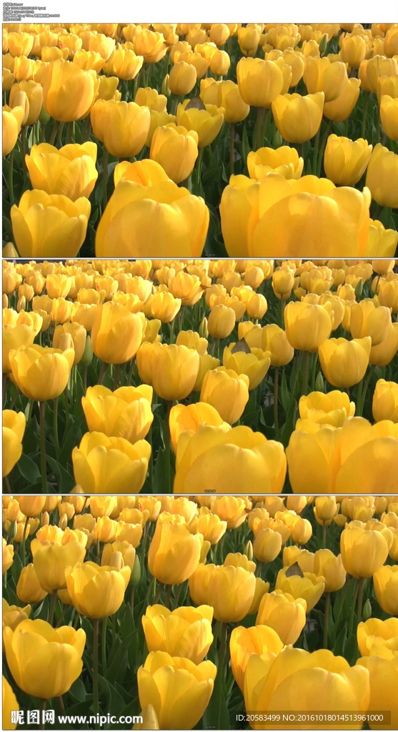 黄色郁金香花海