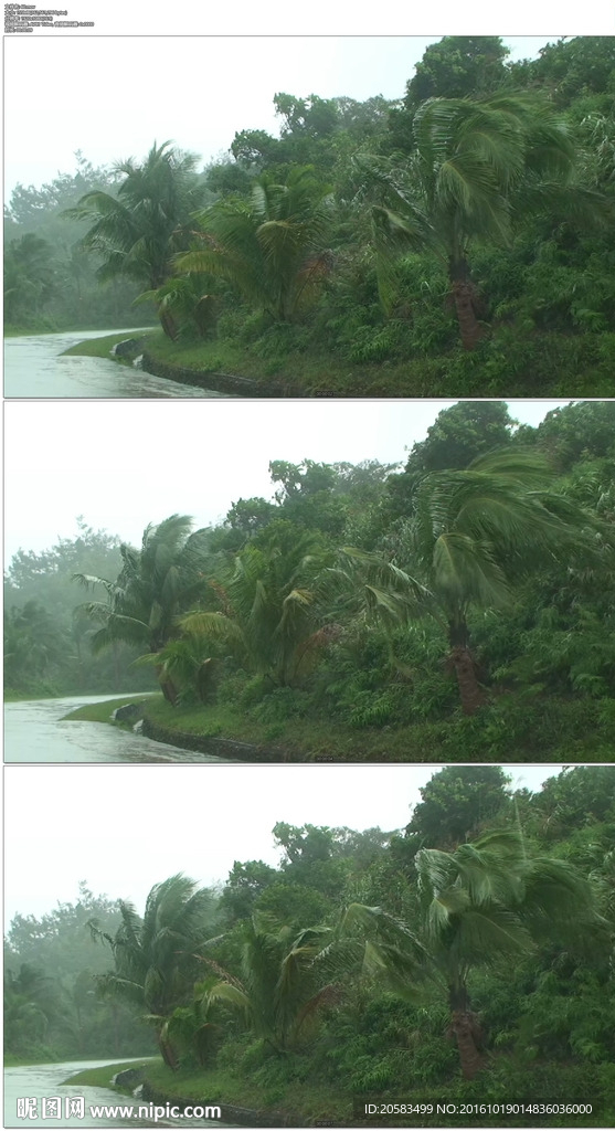 暴风雨吹打树木