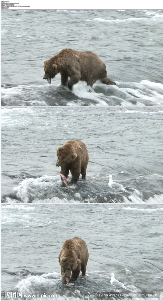 棕色的熊在阿拉斯加小溪边吃鱼
