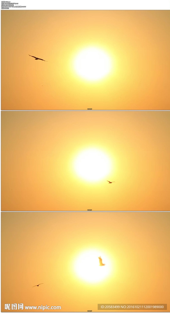 围绕太阳夕阳飞行的海鸥