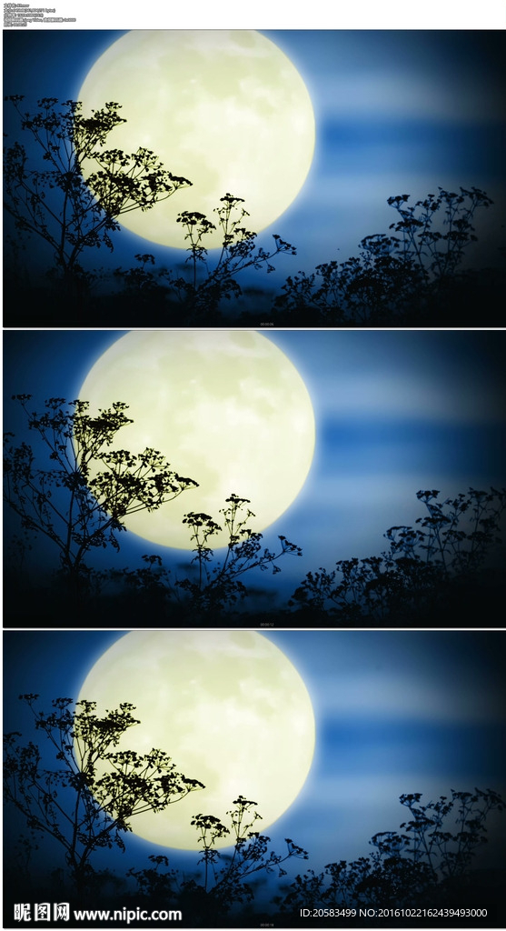 月亮树梢剪影背景视频
