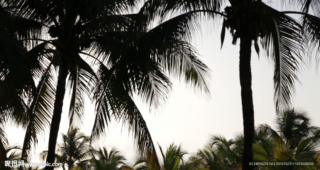 墨西哥海滩上的棕榈树