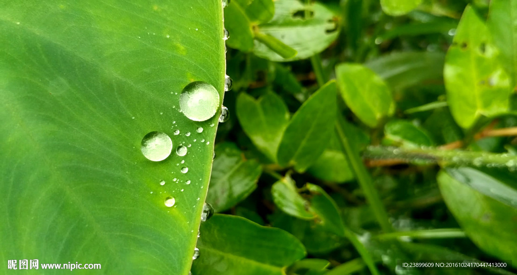 芋艿叶子上的大水珠 视频