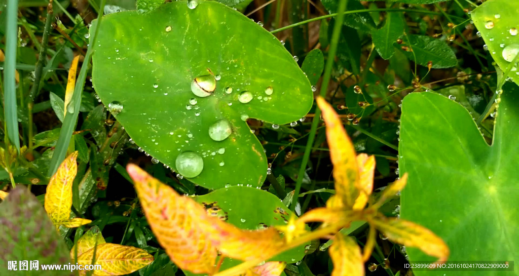 芋艿叶子上的水珠 视频