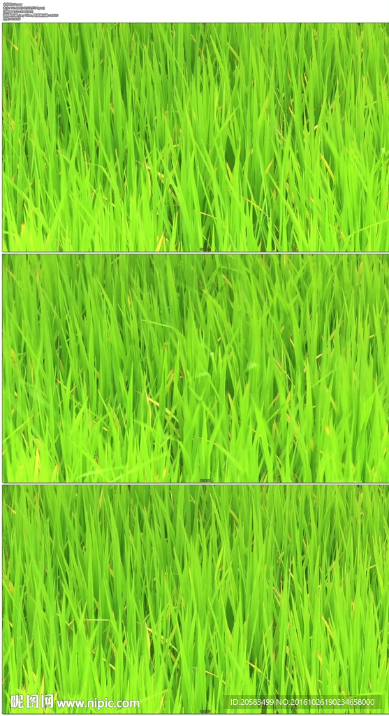 微风吹动绿色稻田