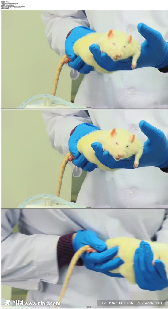 科学家拿着小白鼠