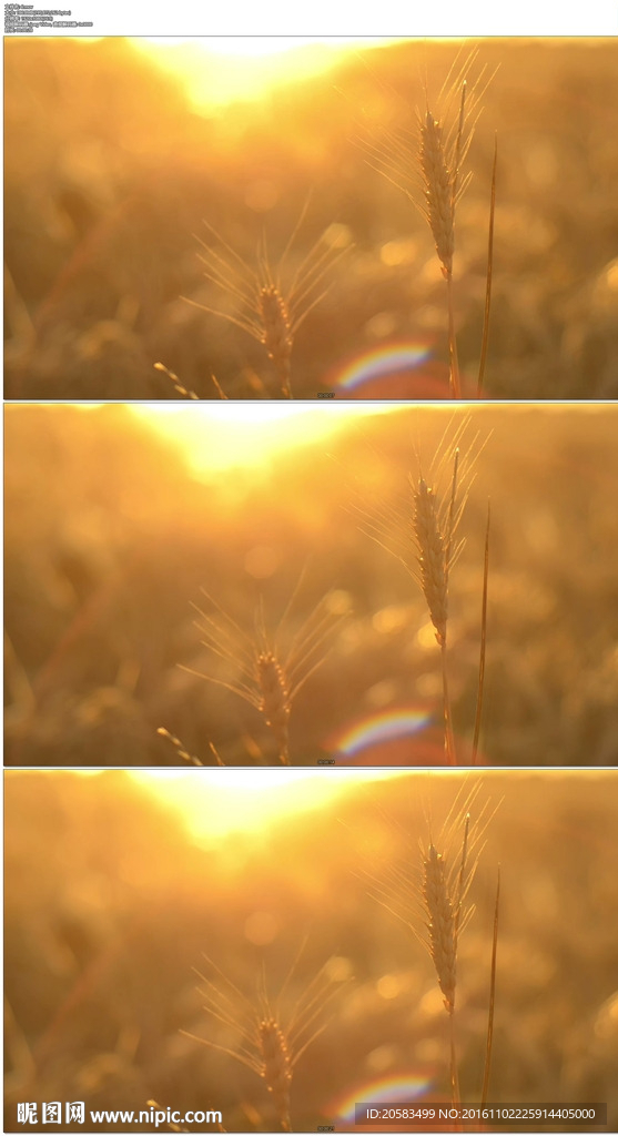 唯美夕阳下的麦穗