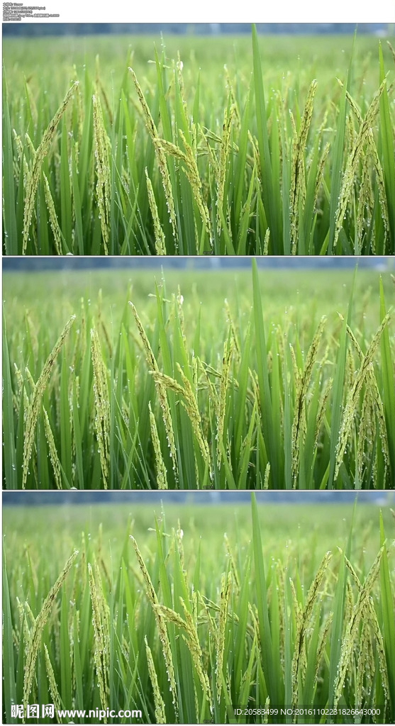 风吹稻田
