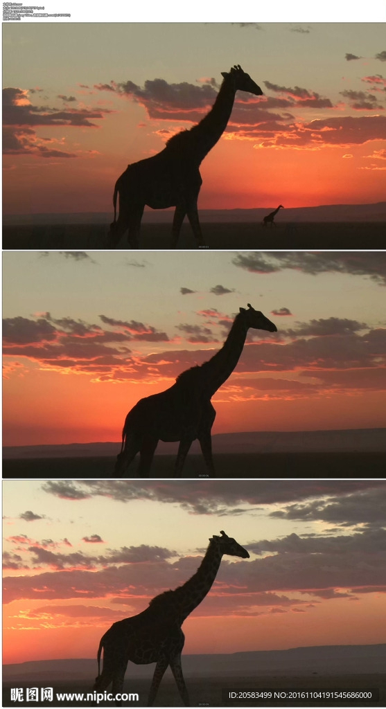 夕阳下的长颈鹿剪影