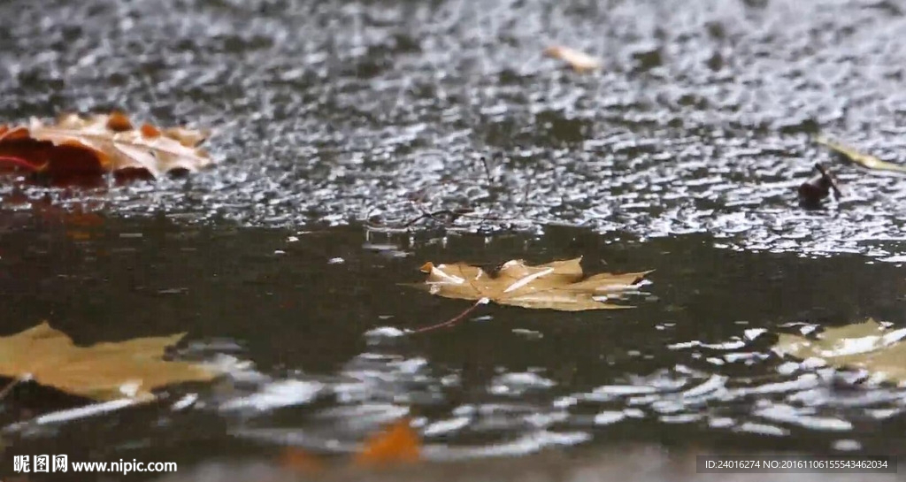 飘落的枫叶被雨水洗涤