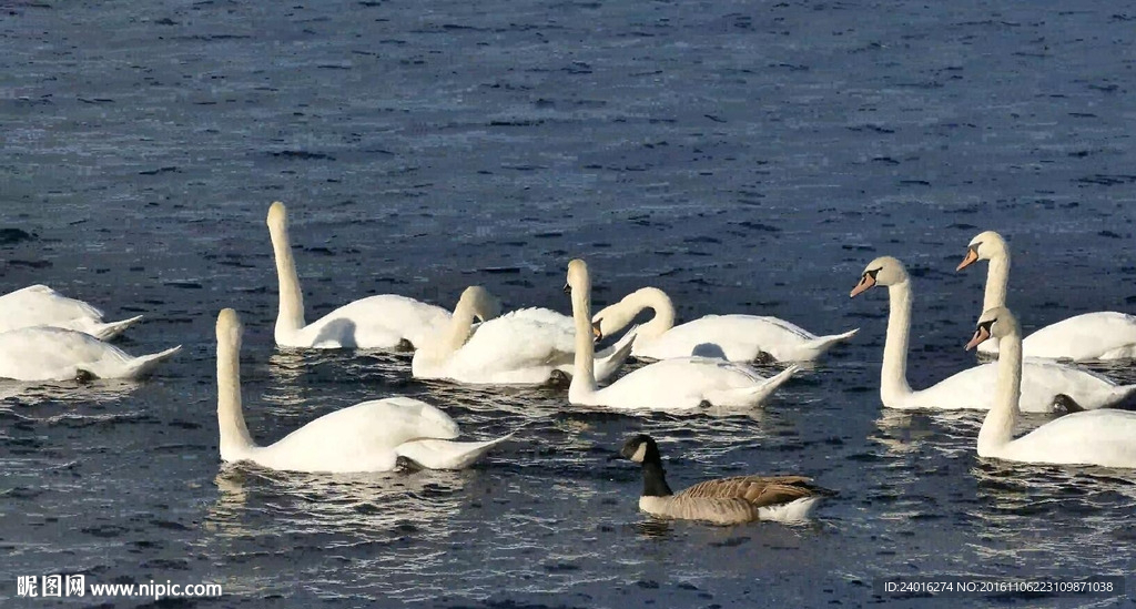 湖面上的天鹅群