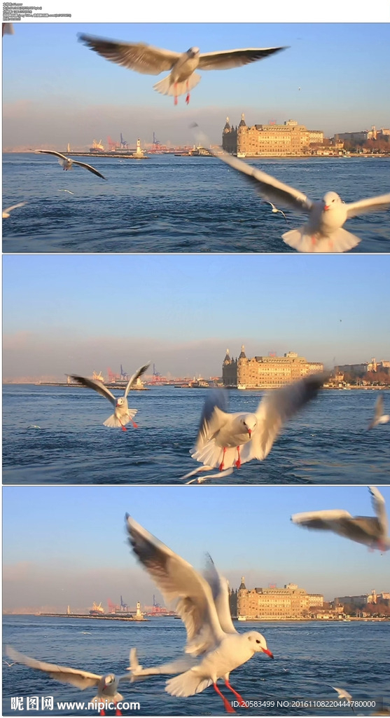 海鸥在镜头前展翅飞翔飞舞