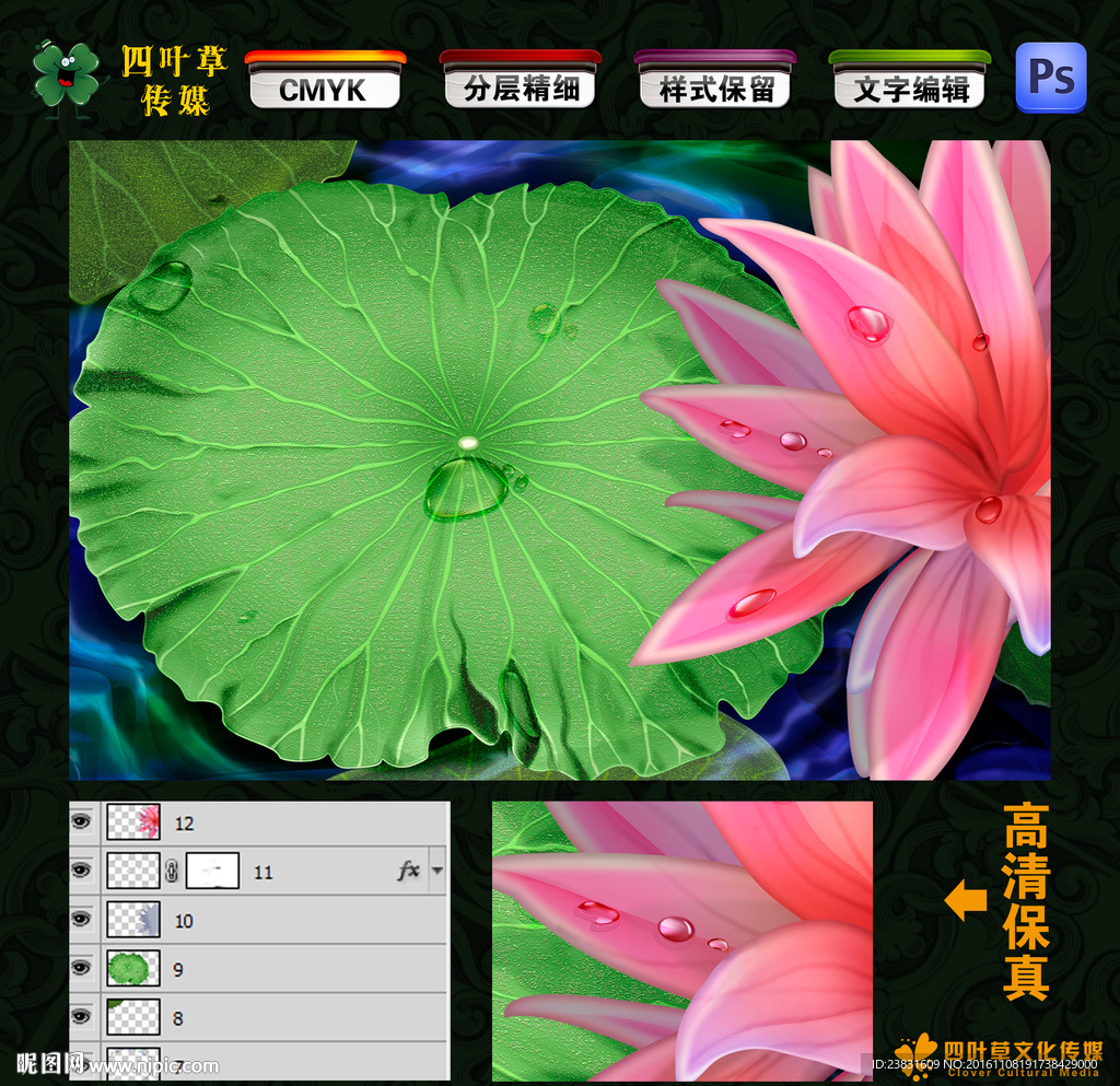 荷花荷叶