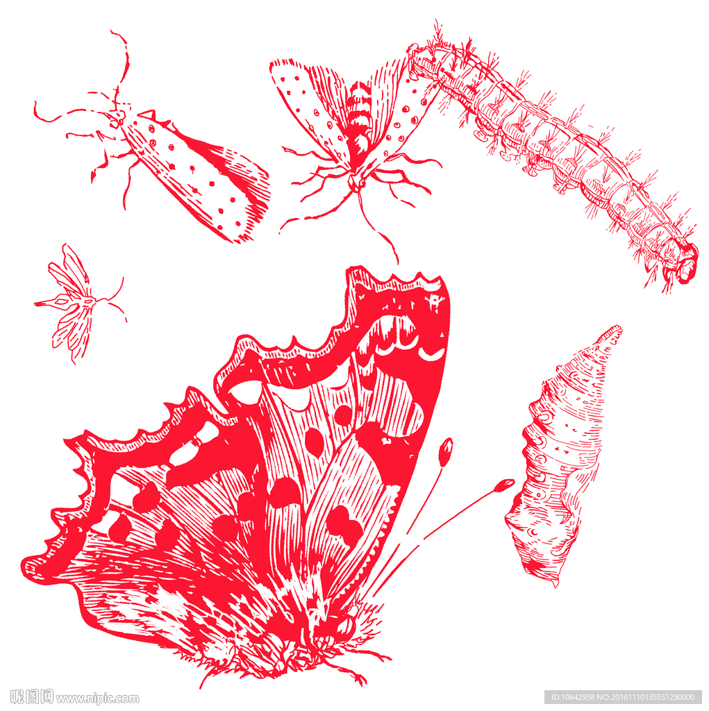线描昆虫  分层