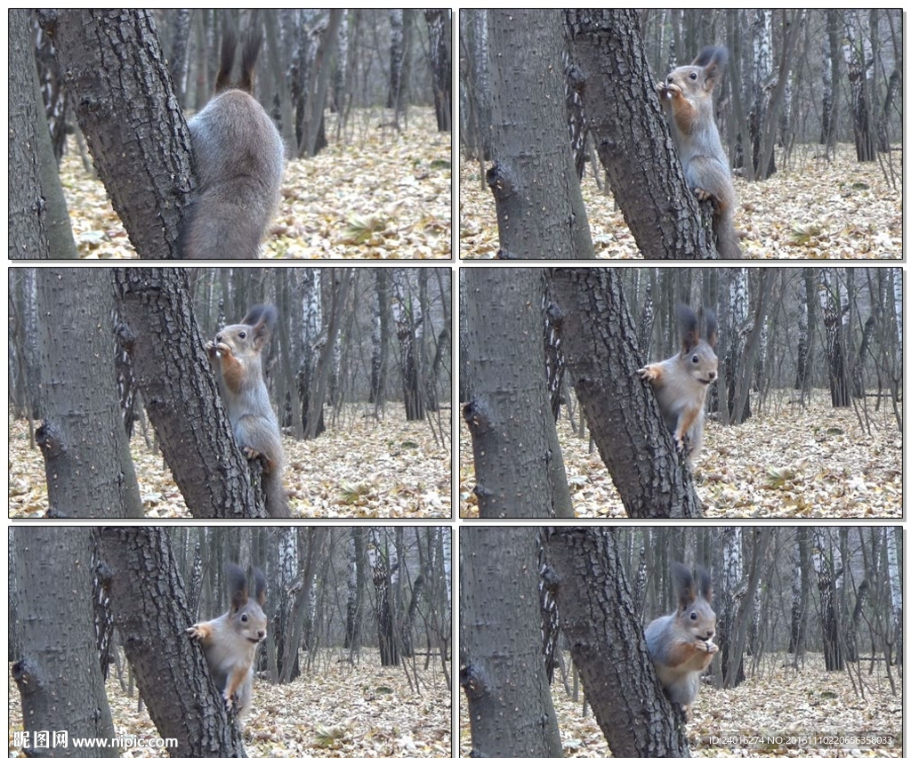 在树上吃食物的松鼠