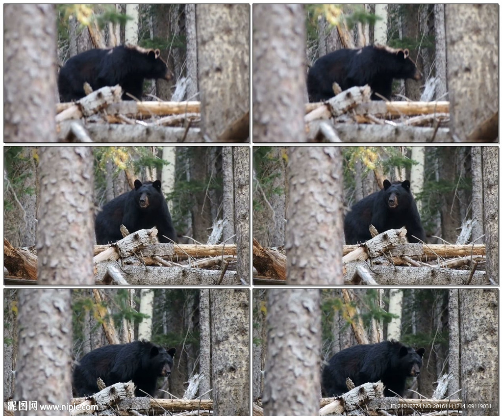 熊在森林里觅食