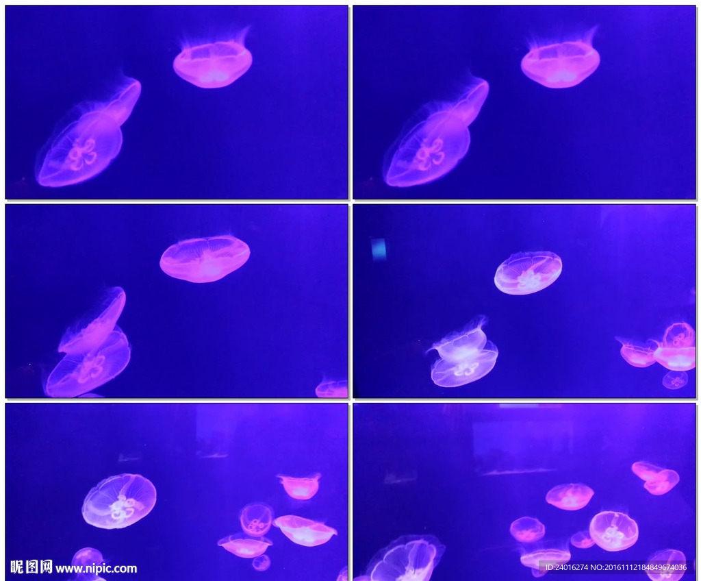 水族馆中的水母