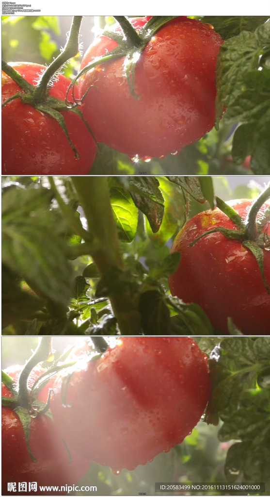 成熟的番茄西红柿