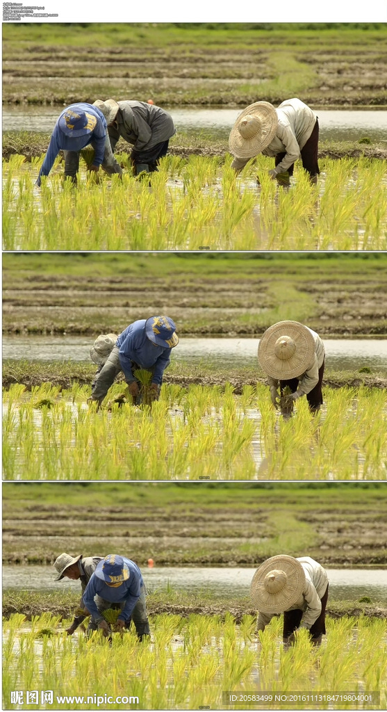 农民插秧种水稻