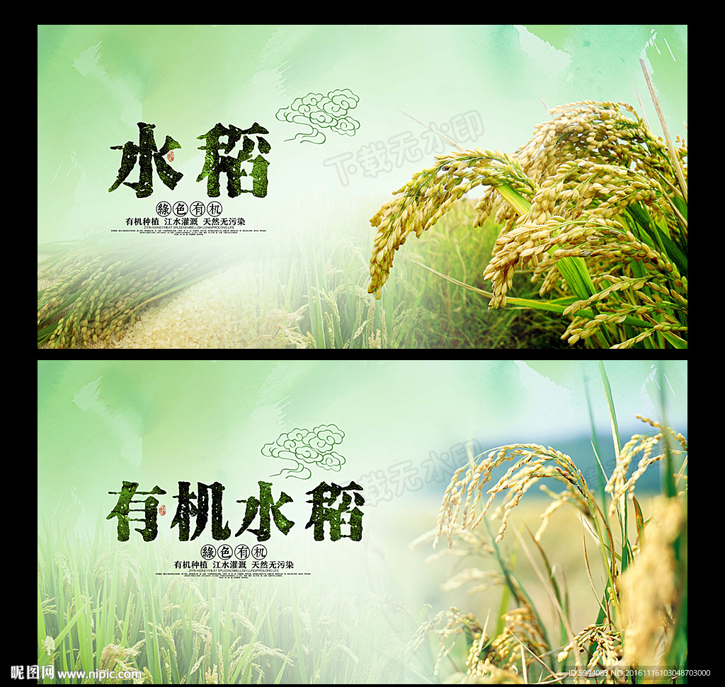 水稻