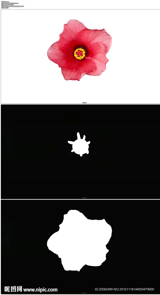 白背景鲜花盛开延时摄影素材