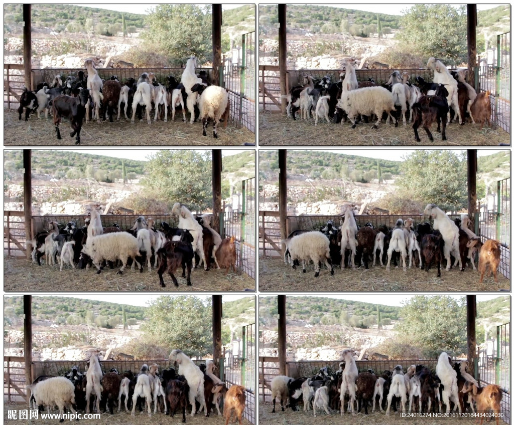 养殖场笼子里的羊