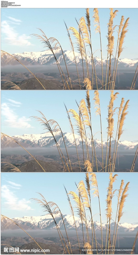 芦苇雪山