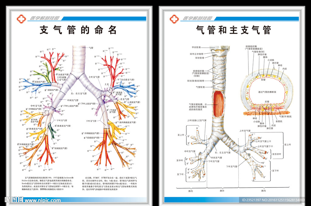 支气管的分级 图图片