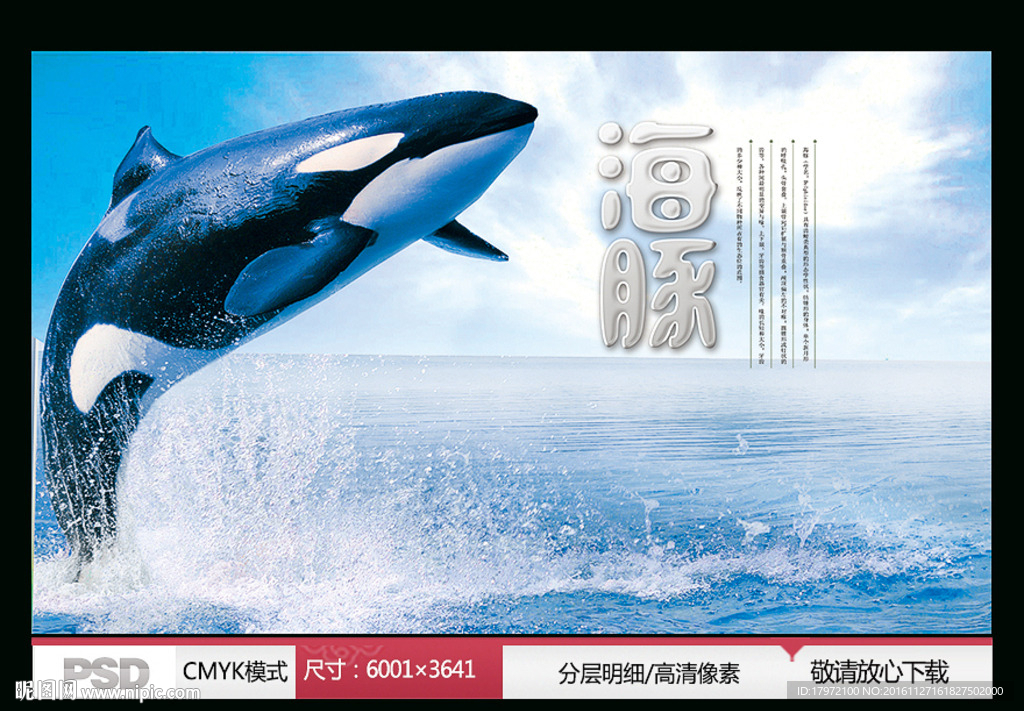海豚