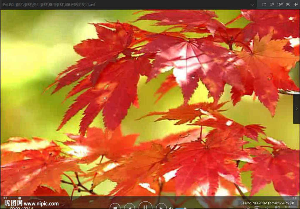 枫叶  LED 动态 背景素材