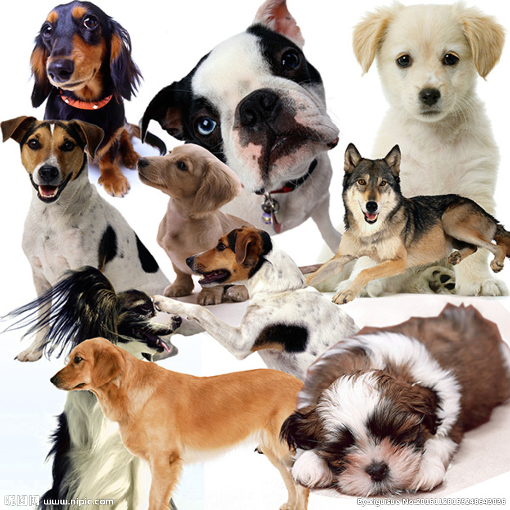 犬种名称及图片大全,各种犬的名称及图片,大型犬品种大全及名称_大山谷图库