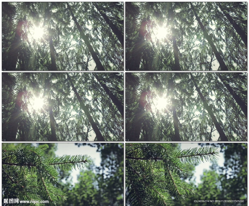 阳光透过大树树枝