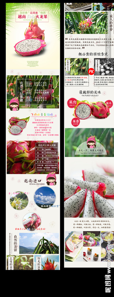 越南白心火龙果