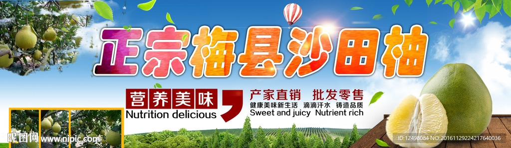 正宗沙田柚
