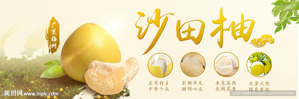 沙田柚