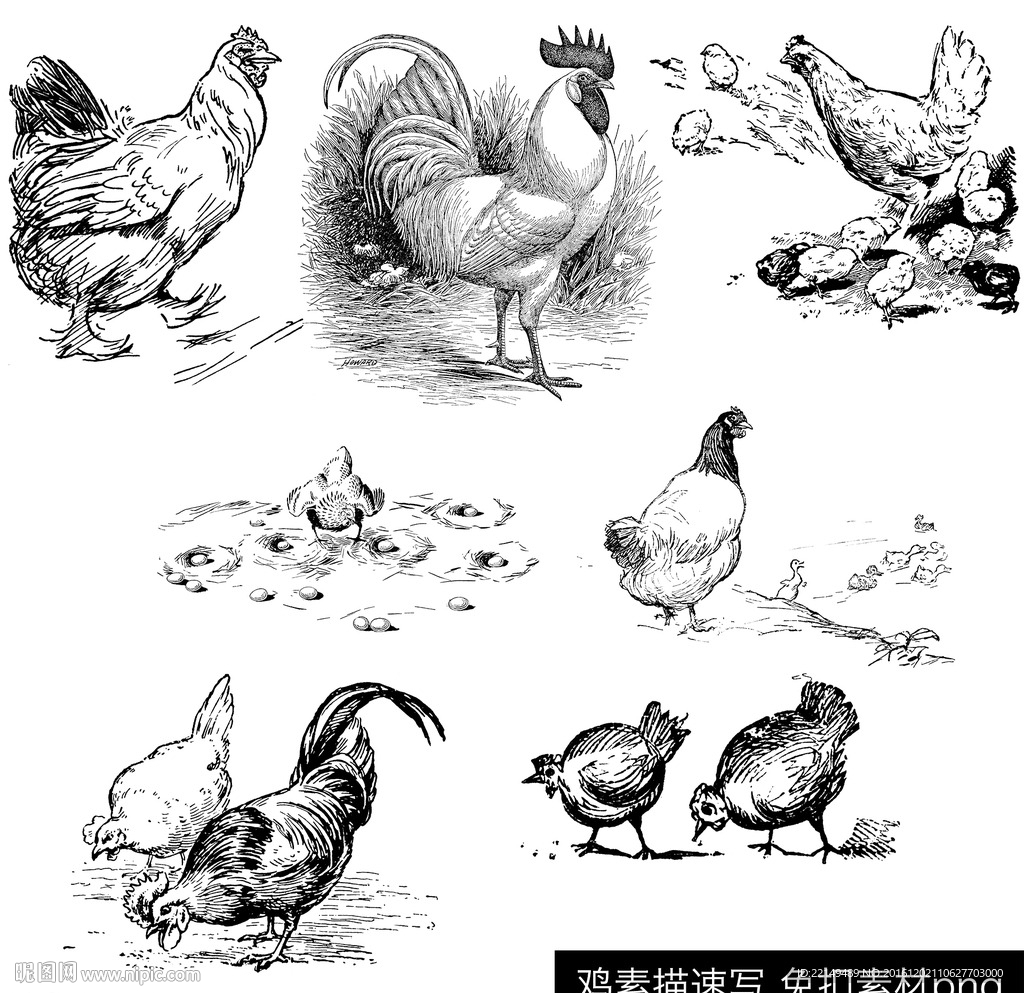 鸡设计图__其他图标_标志图标_设计图库_昵图网nipic.com