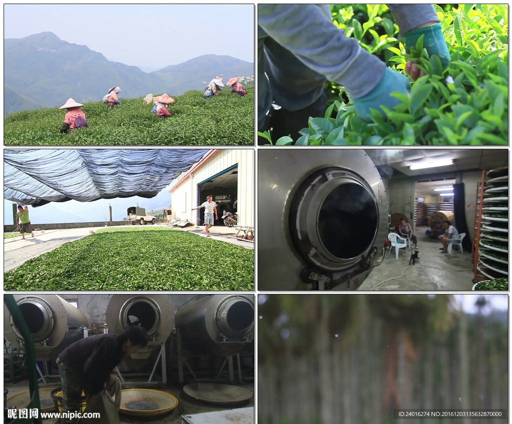 茶农采茶生产茶叶