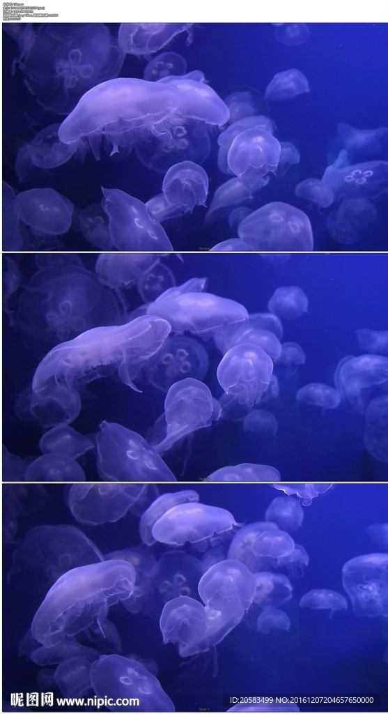 游动的水母