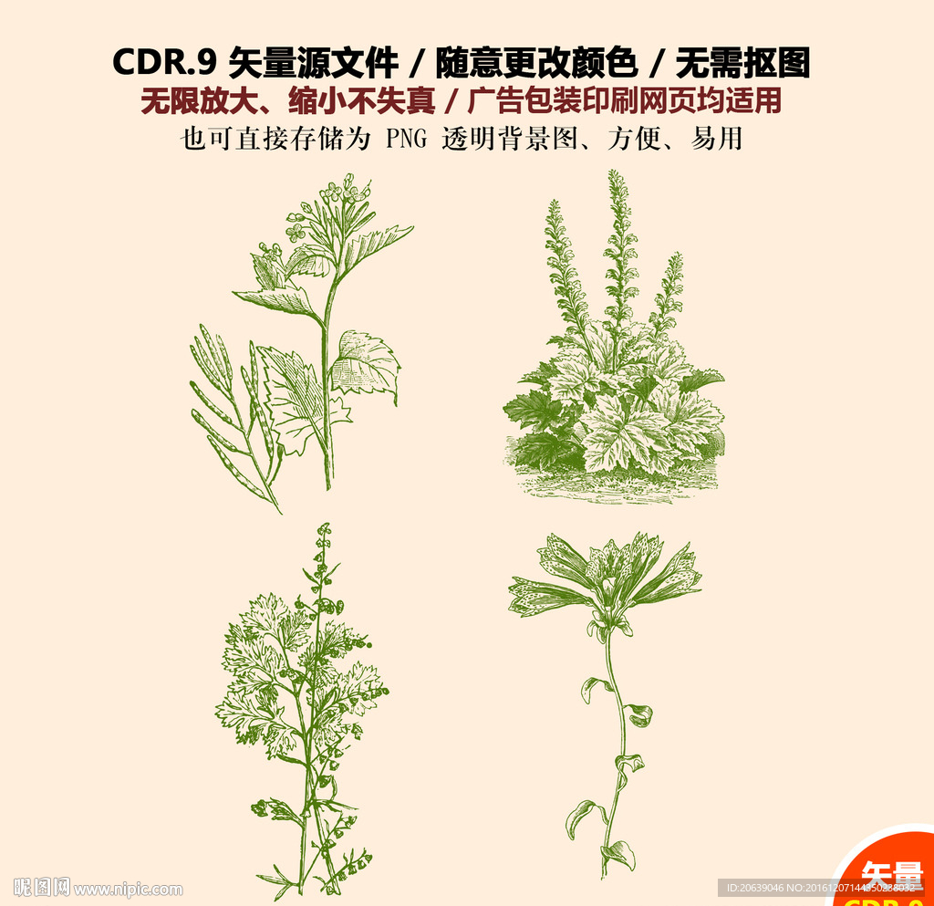 手绘植物蔬菜矢量图