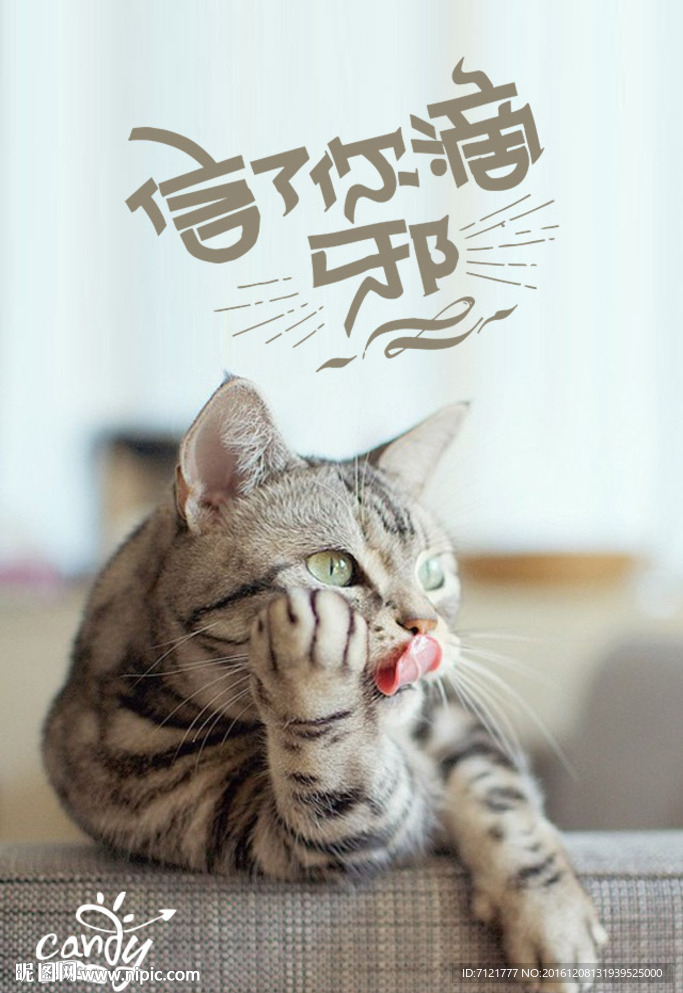 猫咪海报