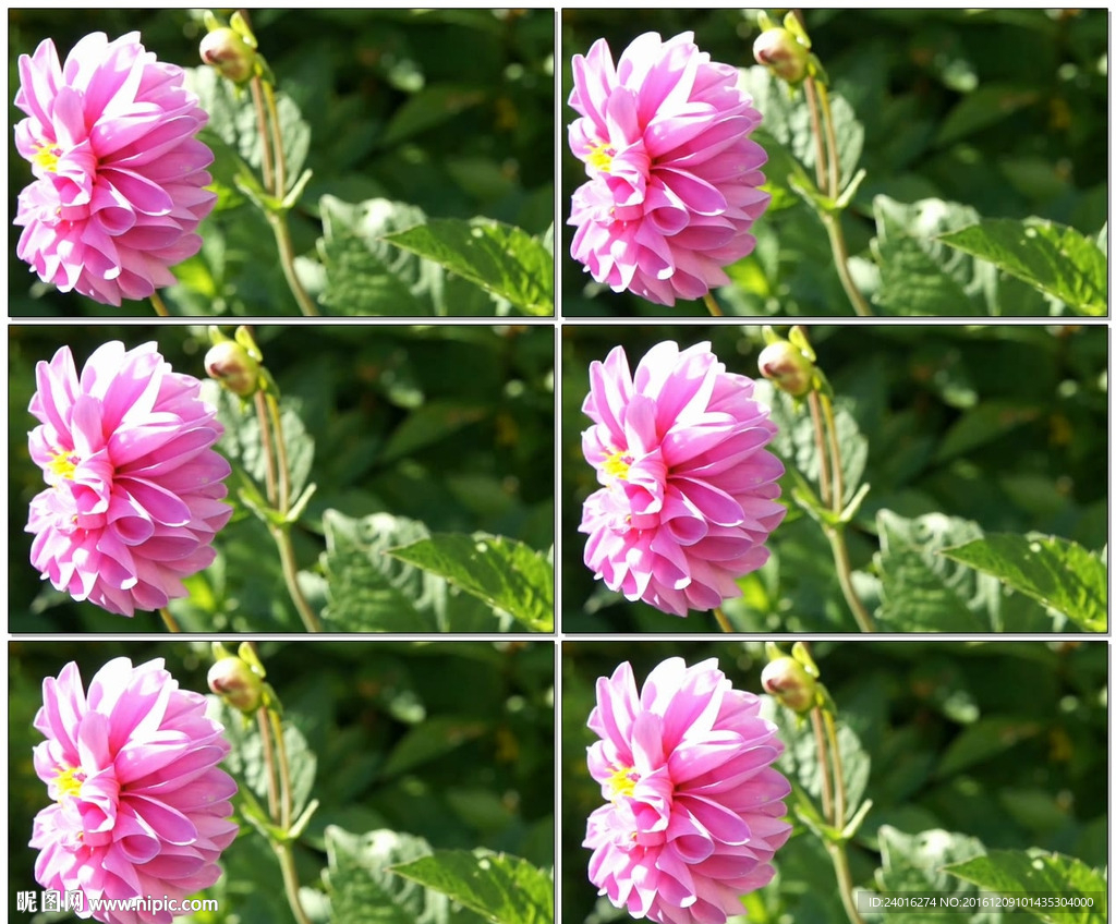 国花牡丹特写高清视频