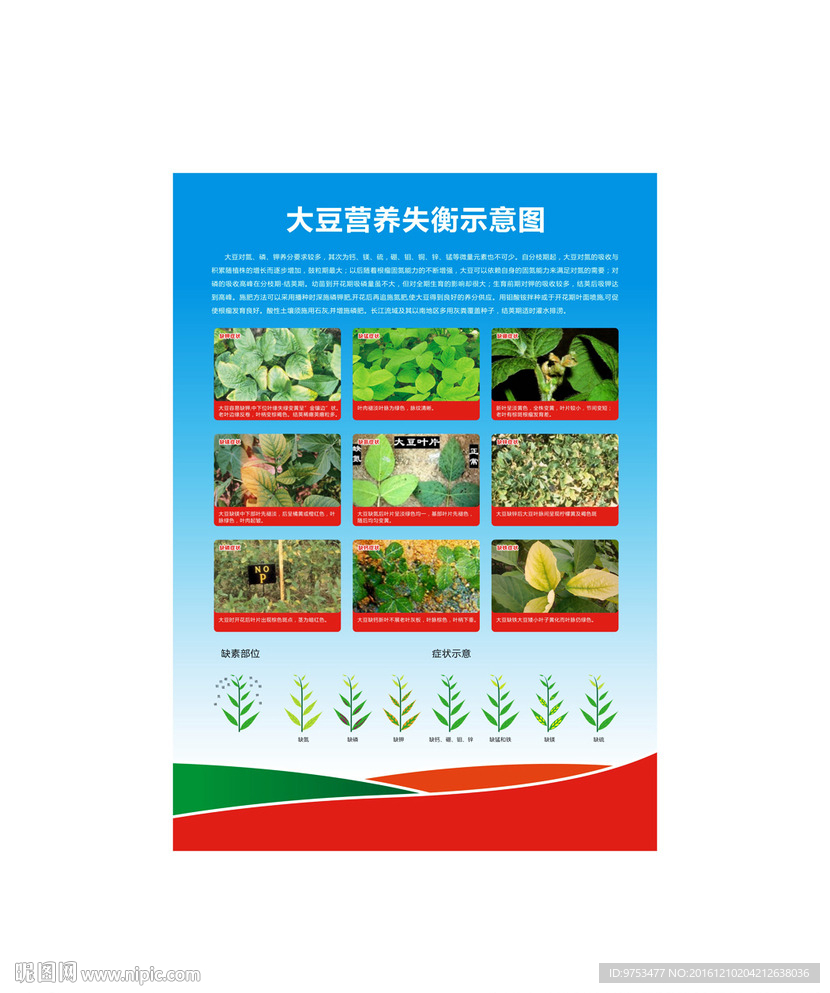 大豆缺素图