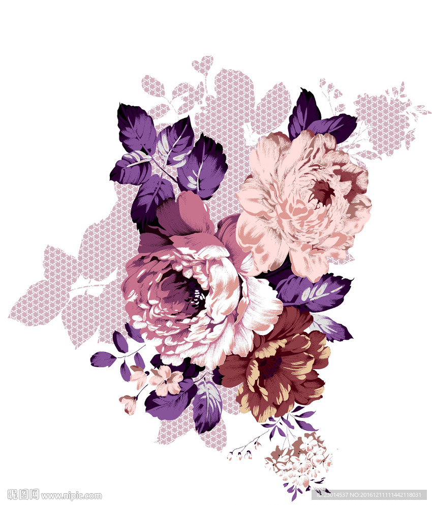 玫瑰月季 花卉素材