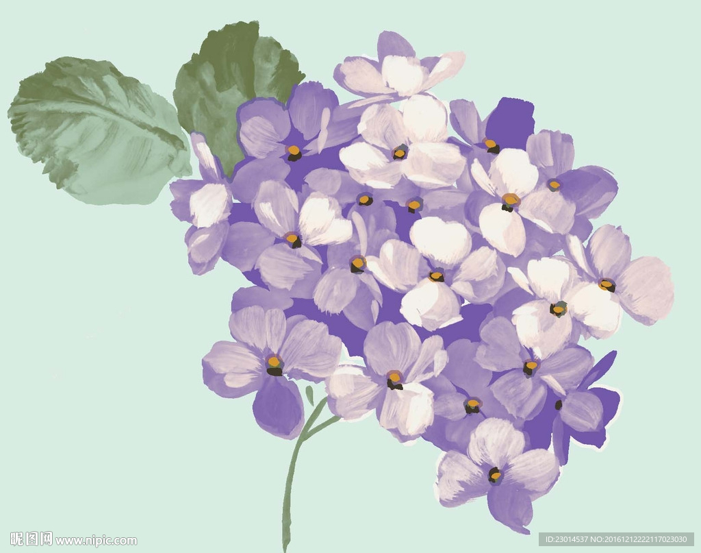 手绘绣球花