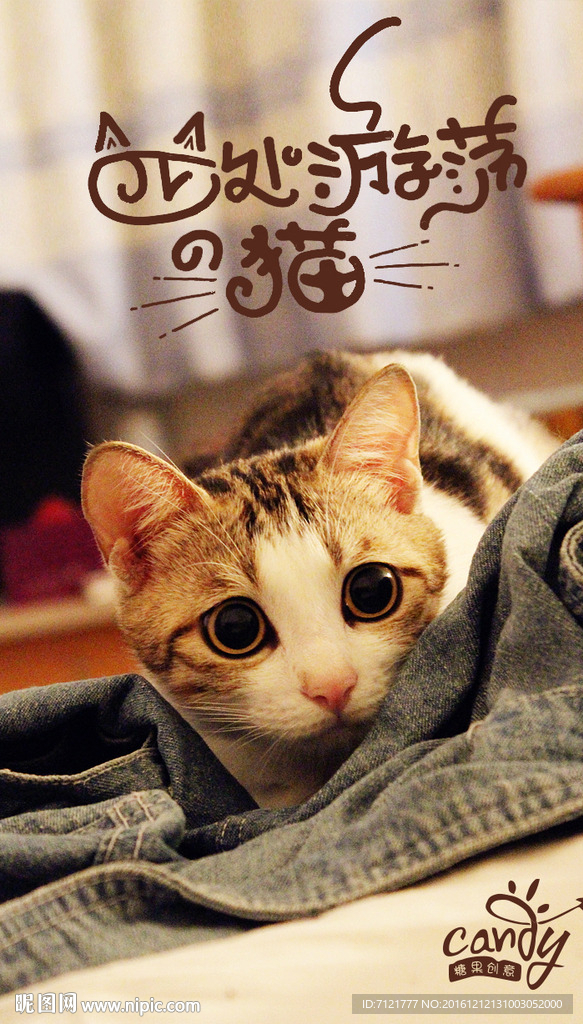 猫海报