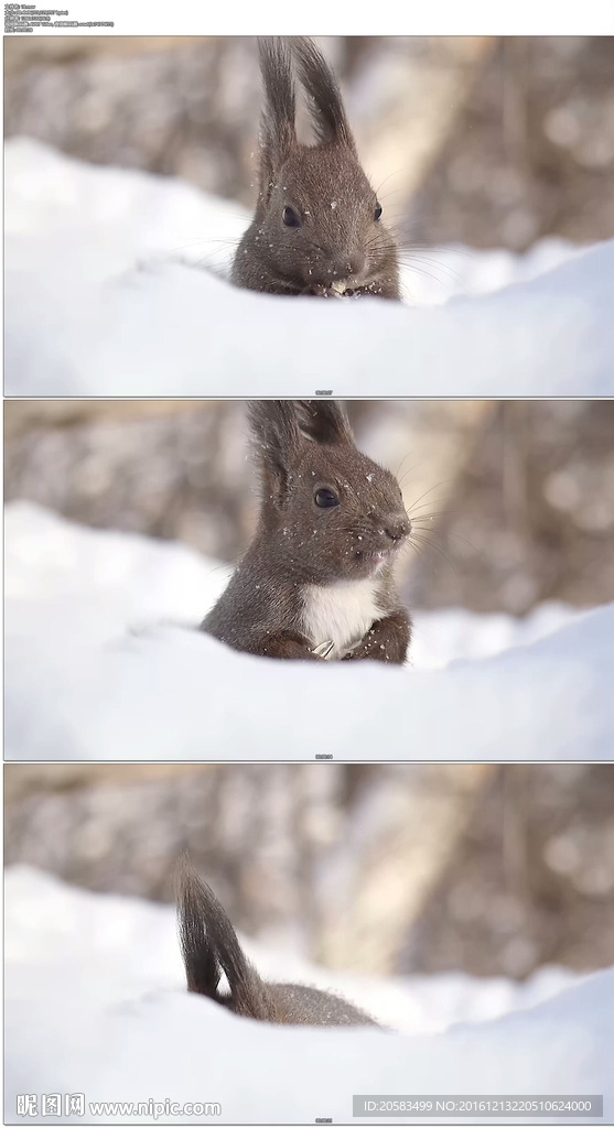 雪地里吃东西的小松鼠