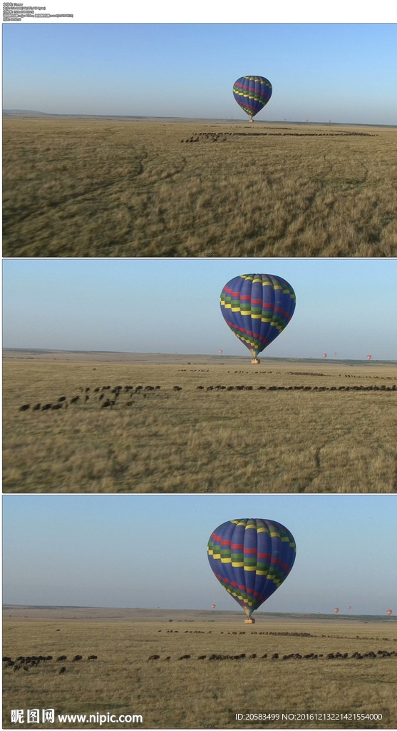 非洲草原热气球飞过牛群